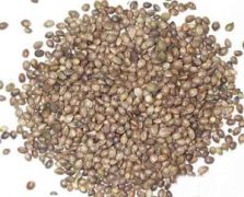 Bulk Organic Hemp Seed Oil, Hempseed Oil 100% Pure Cold Pres