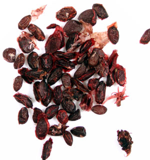 Black Currant Seeds Oil  